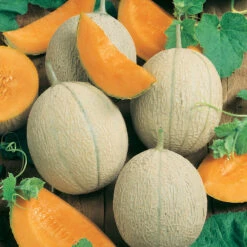 Hearts Of Gold Melon Seeds (Organic) -Seedling Wonders 150 melon hearts of gold web