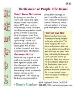 Renee's Garden Bean Pole Rattlesnake Ice & Purple Pod (Heirloom) -Seedling Wonders 4176 pb