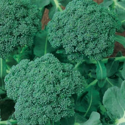 Calabrese Broccoli Seeds (Organic) -Seedling Wonders 510 broccoli green sprouting calabrese2 web