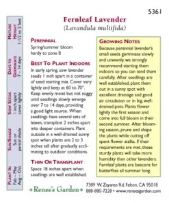 Renee's Garden Lavender Fernleaf -Seedling Wonders 5361 pb