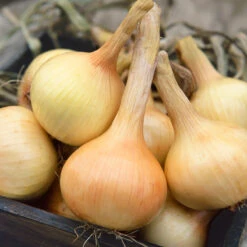 Walla Walla Onion Seeds (Organic) -Seedling Wonders 639 onion walla walla web
