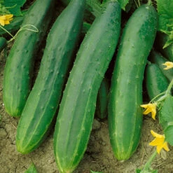 Straight Eight Cucumber Seeds (Organic) -Seedling Wonders 63 cucumber straight eight web