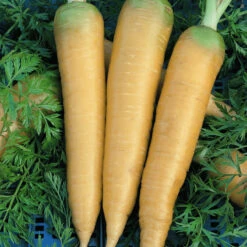 Solar Yellow Carrot Seeds (Organic) -Seedling Wonders 932 carrot solor yellow web