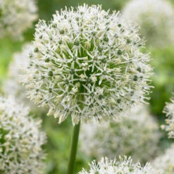 Bee Bulb Collection - White (Pack Of 50) -Seedling Wonders Allium Mt Everest