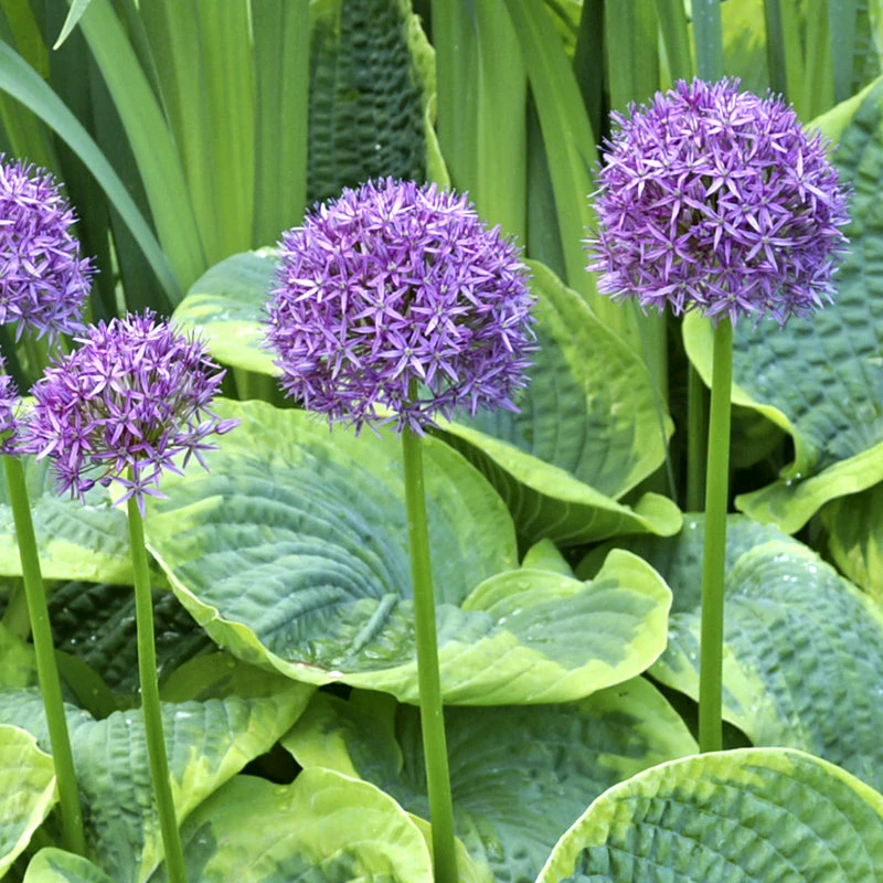 "Purple Sensation" Allium (Pack Of 8) 2 "Purple Sensation" Allium (Pack Of 8) - Image 2