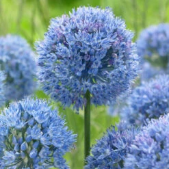 Bee Bulb Collection - Blue (Pack Of 50) -Seedling Wonders Allium caeruleum
