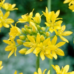 Bee Bulb Collection - Yellow (Pack Of 50) -Seedling Wonders Allium moly