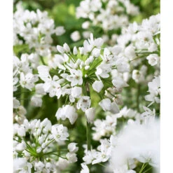 Bee Bulb Collection - White (Pack Of 50) -Seedling Wonders Allium neapolitanum