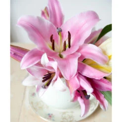 Amaryllis Belladonna (Pack Of 1)