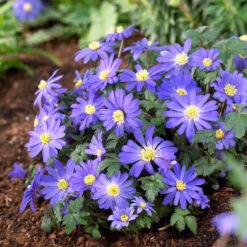 Bee Bulb Collection - Blue (Pack Of 50) -Seedling Wonders Anemone Blue Shades bee collection