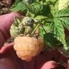 Organic Raspberry - Anne Golden (Ea)
