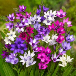 Babiana Stricta Mixture (Pack Of 12)