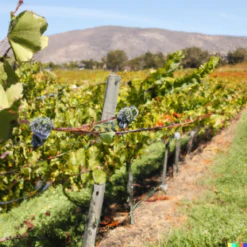 Wine Grape Vine - Cabernet Sauvignon -Seedling Wonders Cab2