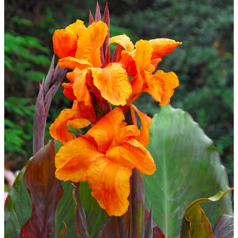 Canna Wyoming (Pack Of 2) 1 Canna Wyoming (Pack Of 2)