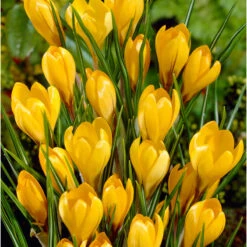 Bee Bulb Collection - Yellow (Pack Of 50) -Seedling Wonders Crocus Golden Yellow