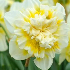 "Ice King" Double Daffodil Bulbs (Pack Of 5)