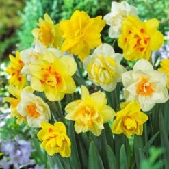Double Daffodil Bulb Mix (Pack Of 12)