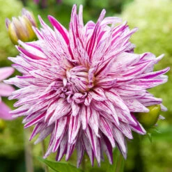 Dahlia Cactus Blackberry Ripple (Pack Of 2)