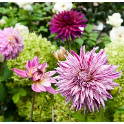 Dahlia Decorative Purple Blend (Pack Of 3)