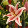 Lilium Oriental Dizzy (Pack Of 2)