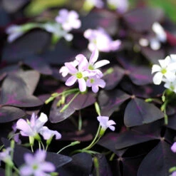 Oxalis Triangularis (Pack Of 5)