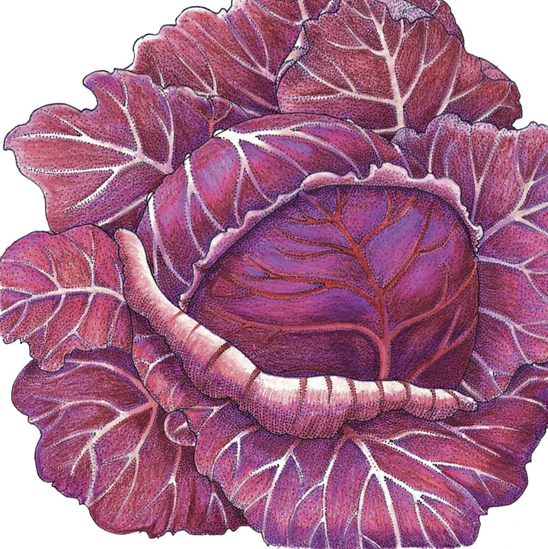 Express Red Cabbage Seeds (Organic) 2 Express Red Cabbage Seeds (Organic) - Image 2