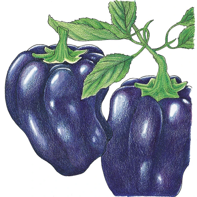 Purple Beauty Sweet Pepper Seeds (Organic) 2 Purple Beauty Sweet Pepper Seeds (Organic) - Image 2