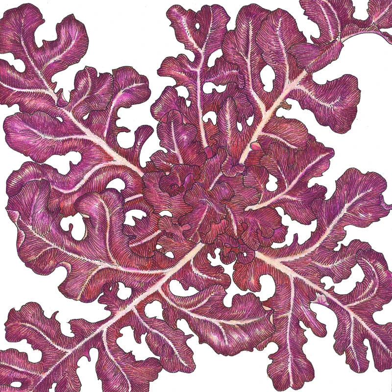 Red Oakleaf Lettuce Seeds (Organic) 2 Red Oakleaf Lettuce Seeds (Organic) - Image 2
