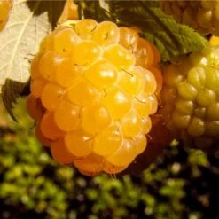 Raspberry Yellow Honey Queen