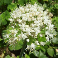 Organic Chives, Garlic 6 Organic Chives, Garlic -Seedling Wonders allium tuberosum 1