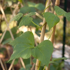 Bamboo Stakes - 7' (Pack Of 10) -Seedling Wonders bamboo1 a