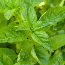 Organic Basil, Sweet (pack) -Seedling Wonders basil a