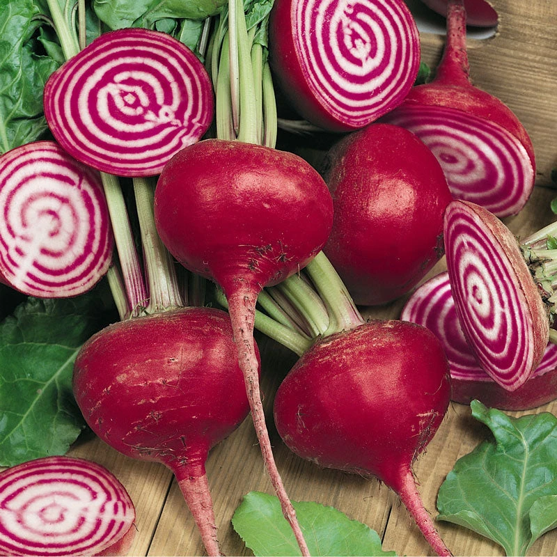 Chioggia Beet Seeds (Organic) 2 Chioggia Beet Seeds (Organic) - Image 2