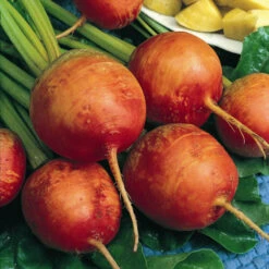 Golden Detroit Beet Seeds (Organic) -Seedling Wonders beet golden 1