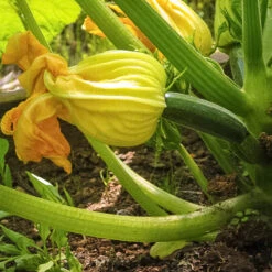 Black Beauty Summer Squash Seeds (Organic) -Seedling Wonders black beauty 1