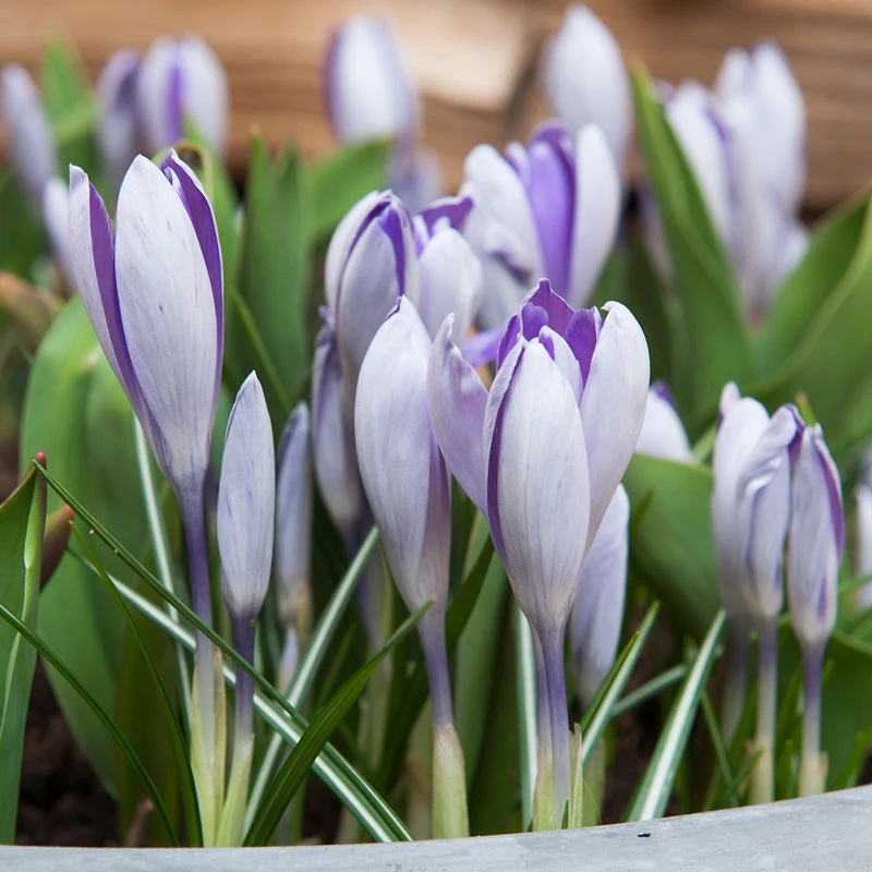 "Blue Pearl" Snow Crocus Bulbs (Pack Of 20) 1 "Blue Pearl" Snow Crocus Bulbs (Pack Of 20)