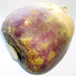 Joan Rutabaga Seeds (Organic) -Seedling Wonders brassica napus subsp rapifera