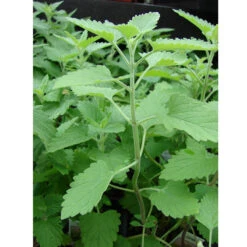 Organic Catnip -Seedling Wonders catnip web