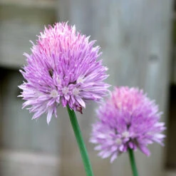 Organic Chives, Common -Seedling Wonders chives flower 1