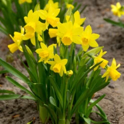 "Tete -a- Tete" Daffodil Bulbs (Pack Of 25)