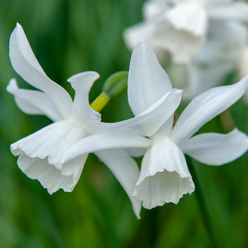 "Thalia" Triandrus Daffodil Bulbs (Pack Of 10) 1 "Thalia" Triandrus Daffodil Bulbs (Pack Of 10)