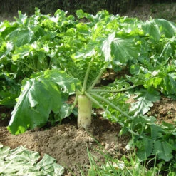 Daikon Radish Seeds (Organic) -Seedling Wonders daikon web