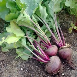 Detroit Dark Red Beet Seeds (Organic) 5 Detroit Dark Red Beet Seeds (Organic) -Seedling Wonders detroit dark red 1