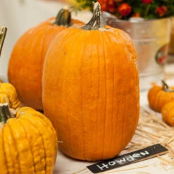 Howden Pumpkin Seeds (Organic) -Seedling Wonders expo 0172 1