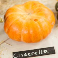 Cinderella Pumpkin Seeds (Organic) -Seedling Wonders expo 0236