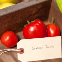Siberia Tomato Seeds (Organic) 5 Siberia Tomato Seeds (Organic) -Seedling Wonders expo 0298 1