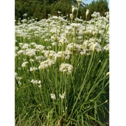 Organic Chives, Garlic 7 Organic Chives, Garlic -Seedling Wonders garlic chives web