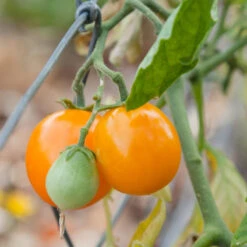 Gold Nugget Tomato Seeds (Organic) -Seedling Wonders gold nugget 1 1 1