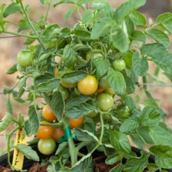 Red Grape Riesenstraube Cherry Tomato Seeds (Organic) -Seedling Wonders grape riensenstraube 1 5