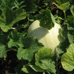 Honeydew Green Flesh Melon Seeds (Organic) -Seedling Wonders green honeydew web